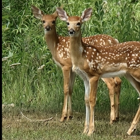 🪓Carhartt  Olive Carpenter Pants SZ 44/32 VNUC - Picture 8 of 16
